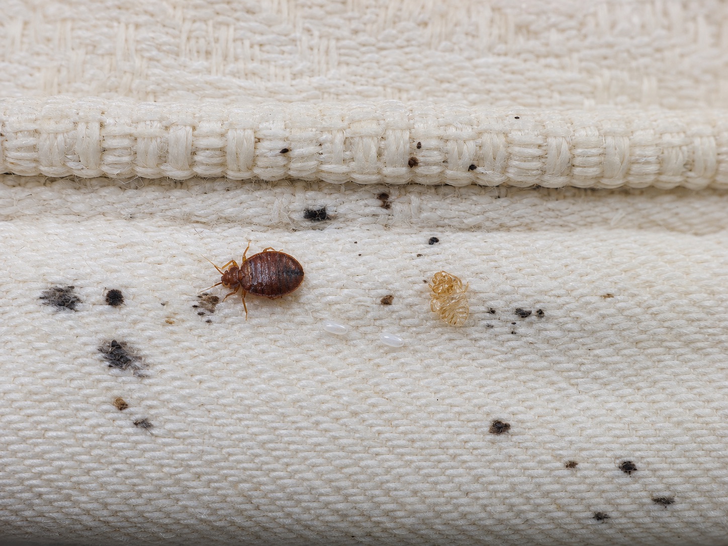 Editorial macro illustration of bed bug evidence including an adult, eggs, cast skin and dark spotting on a mattress seam